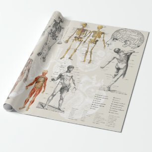 Papel De Regalo Ilustraciones de la biología de la anatomía veneci