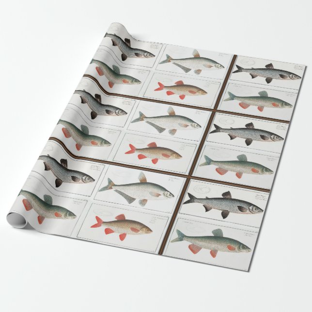 Papel De Regalo Ilustraciones de pescado de época (Desenrollado)