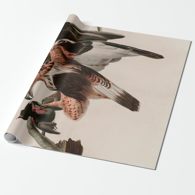 Papel De Regalo Impresión Audubon de las aves del Halcón con las p (Desenrollado)