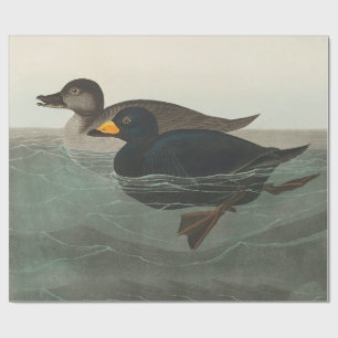 Papel De Regalo Impresión de Negrón Americano de Audubon: Pato Cos