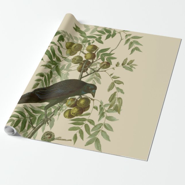 Papel De Regalo Impresión de pájaro Grackle púrpura de Audubon Vin (Desenrollado)