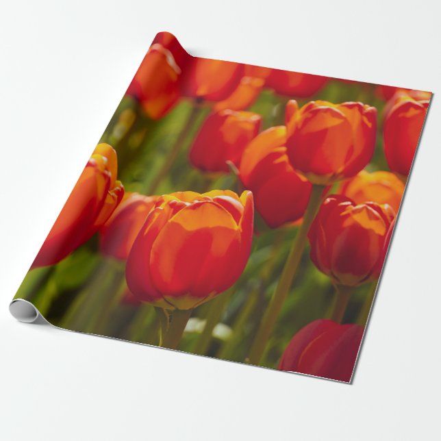 Papel De Regalo Impresión fotográfica de tulipanes rojos (Desenrollado)