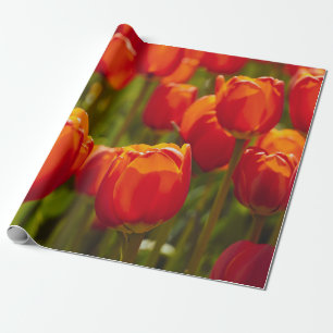 Papel De Regalo Impresión fotográfica de tulipanes rojos. imán