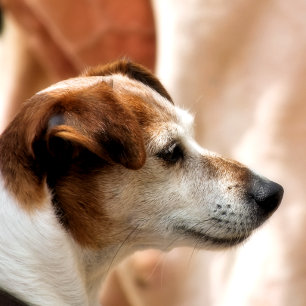 PAPEL DE REGALO JACK RUSSELL TERRIER DOG