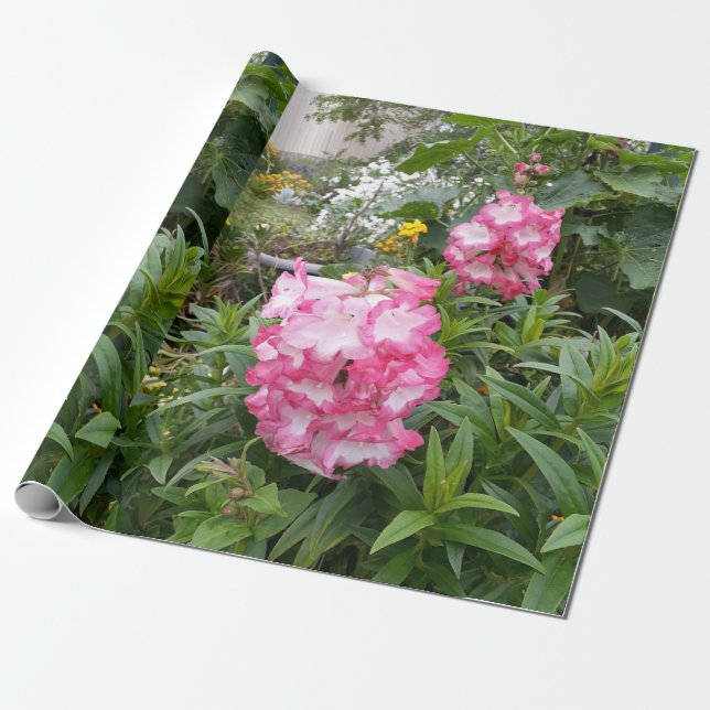 Papel De Regalo Jardín del patrón floral de flores de penstema ros (Desenrollado)