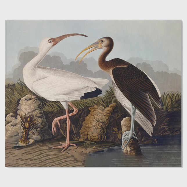 Papel De Regalo John James Audubon White Ibis Bird Print Classic (Superficie plana)