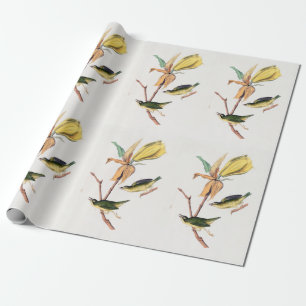 Papel De Regalo Kentucky Fly-Catching Warbler Birds Ilustracion