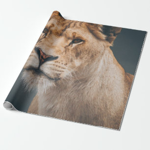 PAPEL DE REGALO LEÓN FEMENINO EN EL ZOO DEL PARQUE JYLLAND