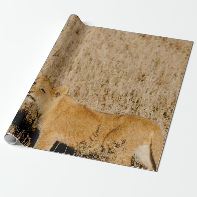 PAPEL DE REGALO LION CUB ESPERANDO A SU MADRE (Desenrollado)