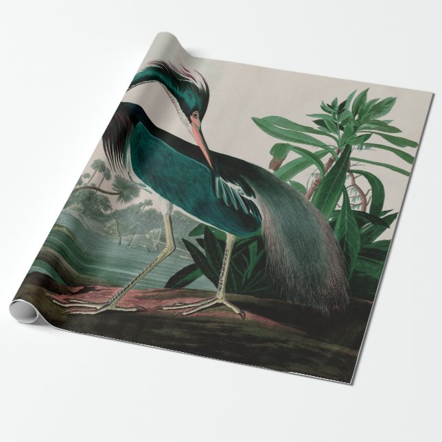 Papel De Regalo Louisiana Heron Birds of America Audubon Print (Desenrollado)