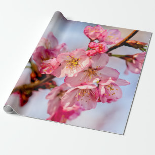 Papel De Regalo Magnífica Belleza De Flores De Sakura Rosa