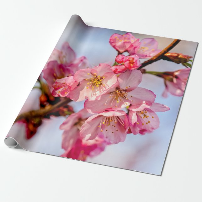Papel De Regalo Magnífica Belleza De Flores De Sakura Rosa (Desenrollado)