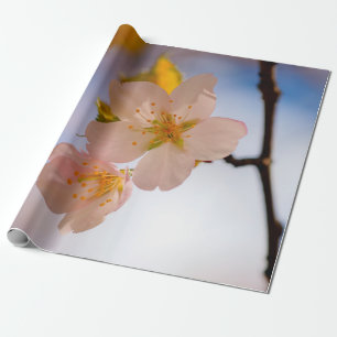 Papel De Regalo Magnífica Belleza De Las Flores De Sakura
