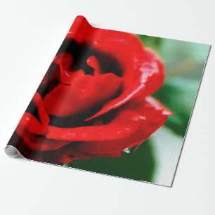 Papel De Regalo Magnífica rosa roja con rocío matutino