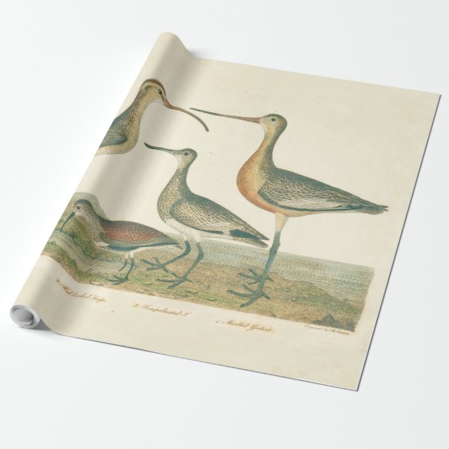 Papel De Regalo Marsh Bird Curlew Snipe Birding (Desenrollado)