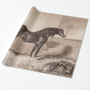Papel De Regalo Mazorca Caballo de alquiler de Norfolk del caballo