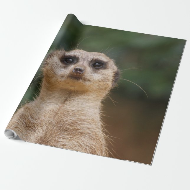 Papel De Regalo Meerkat 001 (Desenrollado)