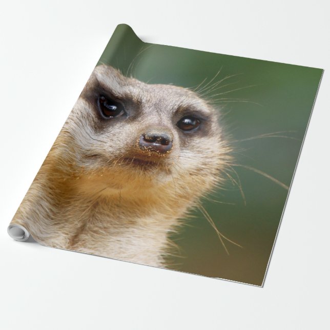 Papel De Regalo Meerkat 005 (Desenrollado)