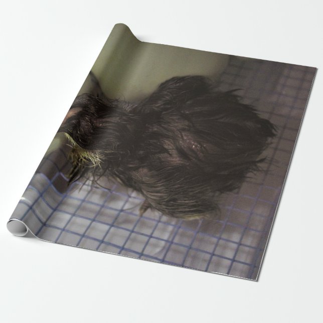 Papel De Regalo Minutos viejos (Desenrollado)