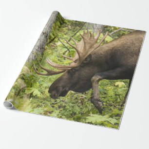 Papel De Regalo Moose de significación