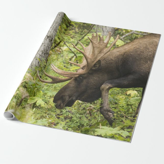 Papel De Regalo Moose de significación (Desenrollado)
