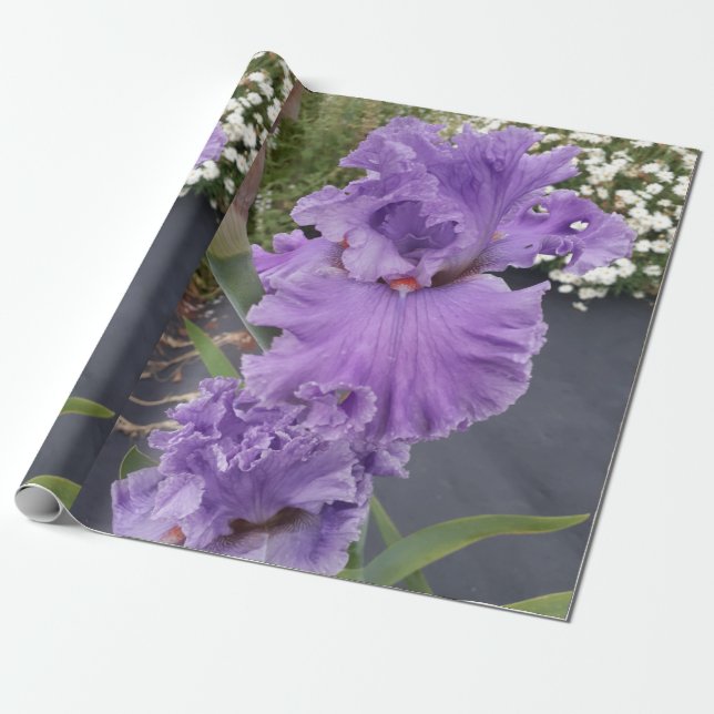 Papel De Regalo Morado Iris flores Lavender Lilac (Desenrollado)
