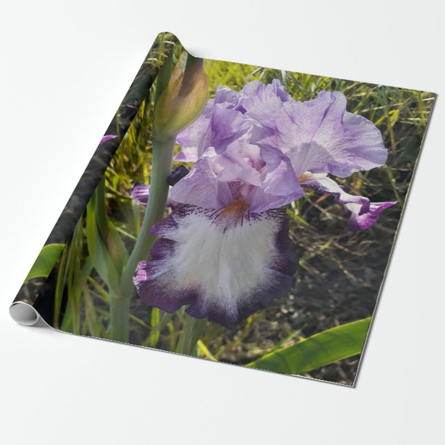 Papel De Regalo Morado Iris flores Lavender Lilac (Desenrollado)