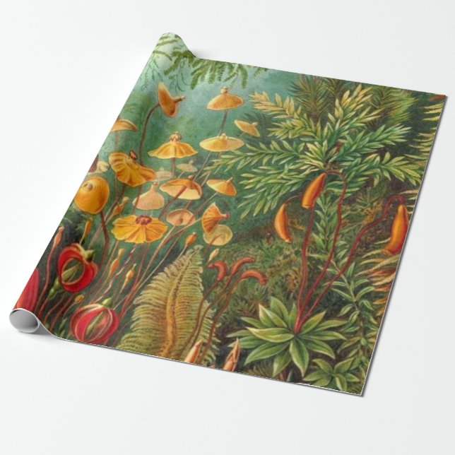 Papel De Regalo Moss - Ernst Haeckel (Desenrollado)
