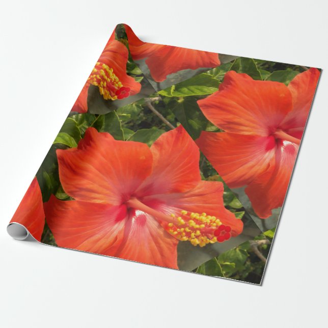 Papel De Regalo naturaleza, hibiscus, flor, verano, floral, tropic (Desenrollado)