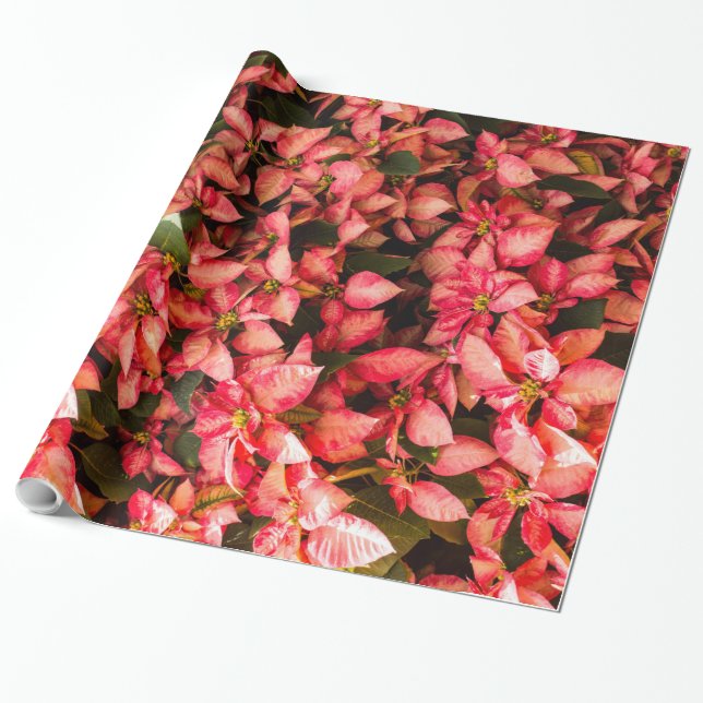 Papel De Regalo Navidades flor Poinsettia (Desenrollado)