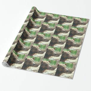 Papel De Regalo Ojos animales de la cara del oso adorable lindo de