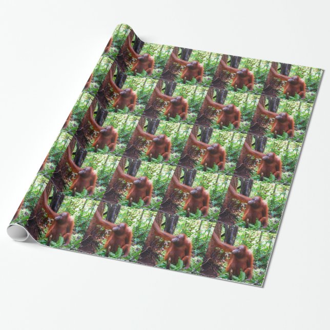 Papel De Regalo Orangután (Desenrollado)