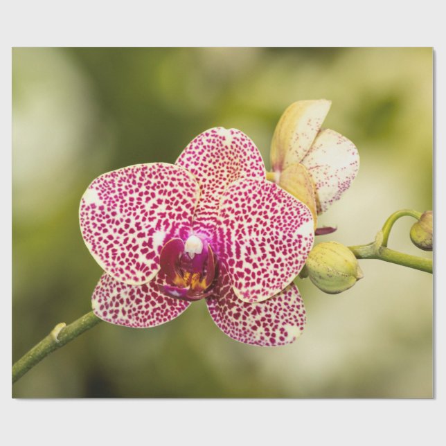 Papel De Regalo Orquídea manchada de rosa (Superficie plana)