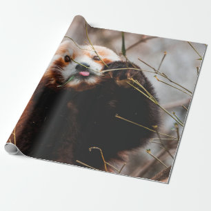 PAPEL DE REGALO OSO CUTE KOALA