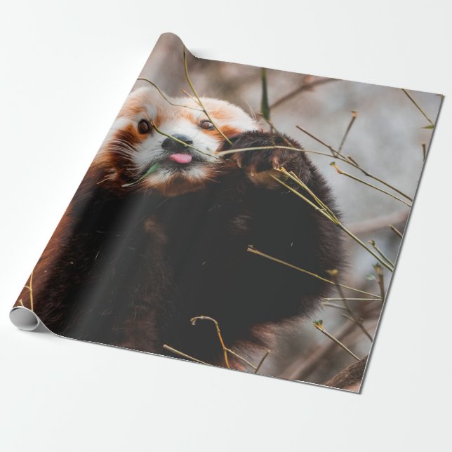 PAPEL DE REGALO OSO CUTE KOALA (Desenrollado)