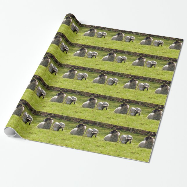 Papel De Regalo Oveja con cordones de primavera (Desenrollado)