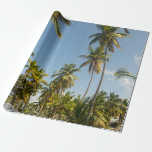 Papel De Regalo Palmera verde de coco cerca del campo de hierba ve