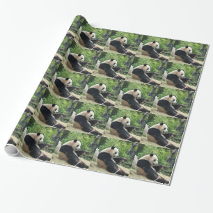 Papel De Regalo Panda gigante comiendo bambú.
