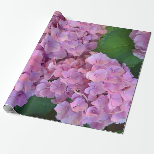 Papel De Regalo Pastel rosa Hortensia hidrangea flor (Desenrollado)