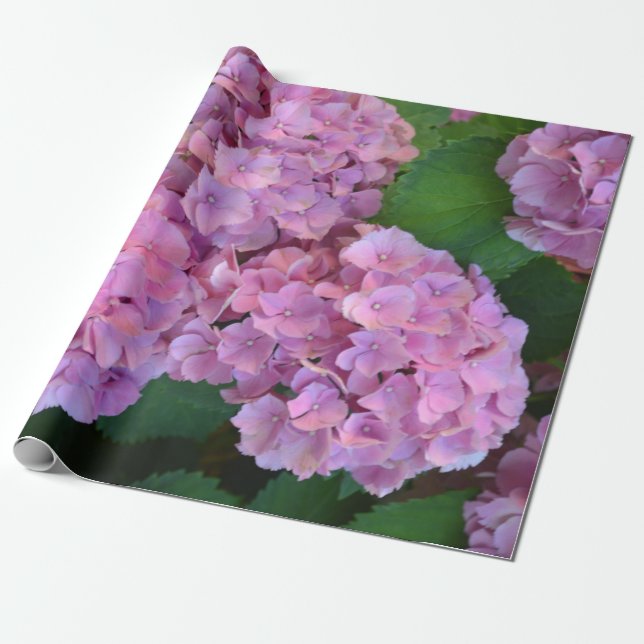 Papel De Regalo Pastel rosa Hortensia hidrangea flor (Desenrollado)