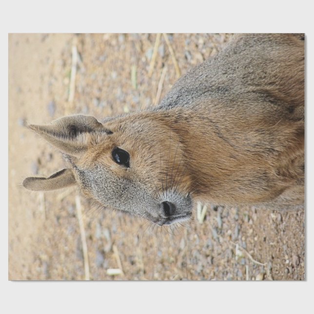 PAPEL DE REGALO PATAGONIAN MARA (Superficie plana)