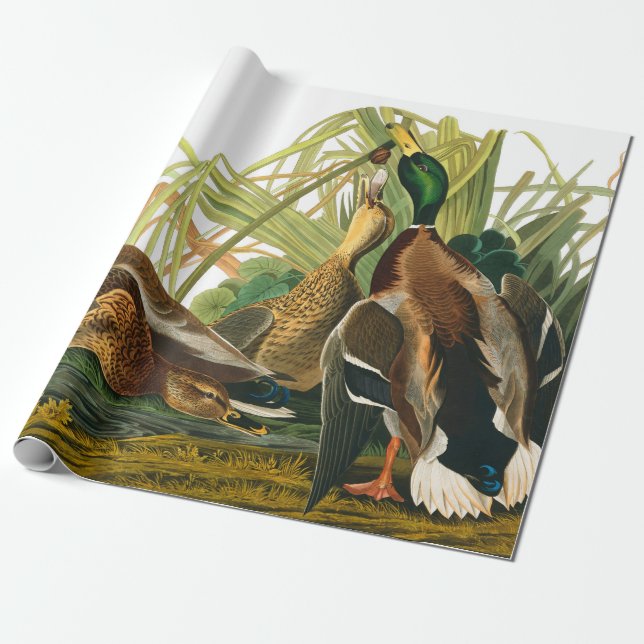 Papel De Regalo Pato Mallard de John James Audubon (Desenrollado)