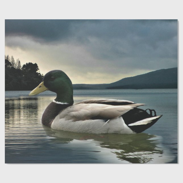 Papel De Regalo Pato Mallard En El Lago (Superficie plana)