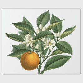 Papel De Regalo Patrón de fruta Naranja botánico de época sobre bl
