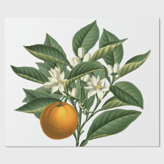 Papel De Regalo Patrón de fruta Naranja botánico de época sobre bl (Superficie plana)