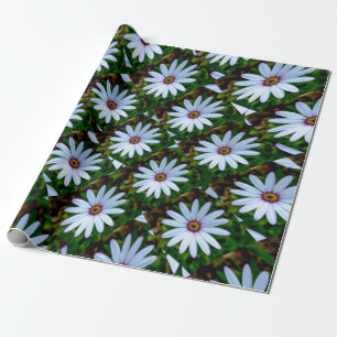 Papel De Regalo Patrón de margarita blanca