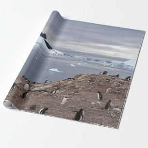 PAPEL DE REGALO PENGUINS BESIDE SEA