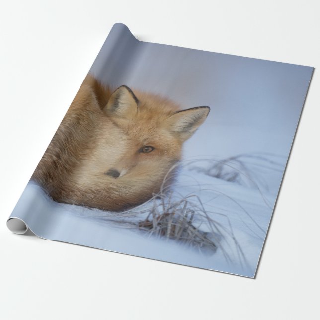 Papel De Regalo Pequeño Fox Maldita Foto De Invierno (Desenrollado)