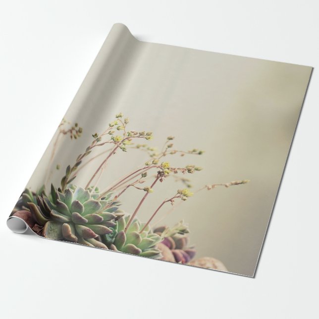PAPEL DE REGALO PEQUEÑO SUCULENTE DE JARDÍN (Desenrollado)
