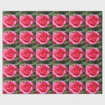 perfecta, encantadora foto de flor de rosa rosa ca